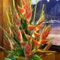 Heliconia Bonsai 200 Seeds