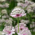 Astrantia Major The Great Masterwort 100 Seeds