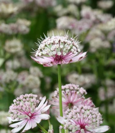 Astrantia Major The Great Masterwort 100 Seeds
