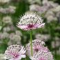 Astrantia Major The Great Masterwort 100 Seeds