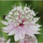 Astrantia Major The Great Masterwort 100 Seeds