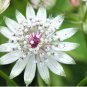 Astrantia Major The Great Masterwort 100 Seeds