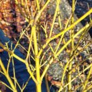 Cornus Stolonifera VAR Flava Bulk Wholesale 100 Seeds