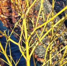 Cornus Stolonifera VAR Flava Bulk Wholesale 100 Seeds