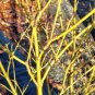 Cornus Stolonifera VAR Flava Bulk Wholesale 100 Seeds