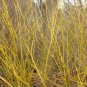 Cornus Stolonifera VAR Flava Bulk Wholesale 100 Seeds