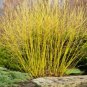 Cornus Stolonifera VAR Flava Bulk Wholesale 100 Seeds