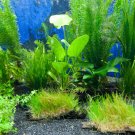 Aquarium Plants 2000 Seeds