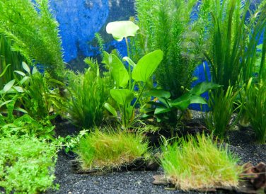 Aquarium Plants 2000 Seeds