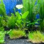 Aquarium Plants 2000 Seeds