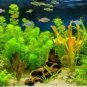 Aquarium Plants 2000 Seeds