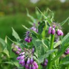 Certified Organic True Comfrey Bonsai 200 Seeds