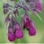 Certified Organic True Comfrey Bonsai 200 Seeds