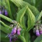 Certified Organic True Comfrey Bonsai 200 Seeds