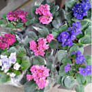 Mixed Color Mini Violet Plantas 400 Seeds
