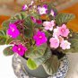Mixed Color Mini Violet Plantas 400 Seeds