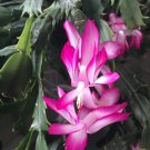 schlumbergera Flores Christmas Cactus Plant plantas 200 Seeds