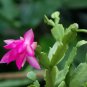 schlumbergera Flores Christmas Cactus Plant plantas 200 Seeds