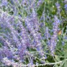 Perennial Perovskia Atriplicifolia 'Russian Sage'. Aromatic 120 Seeds