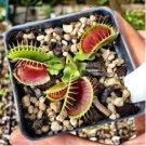 Garden Potted Flytrap 600 Seeds