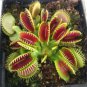 Garden Potted Flytrap 600 Seeds