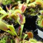 Garden Potted Flytrap 600 Seeds