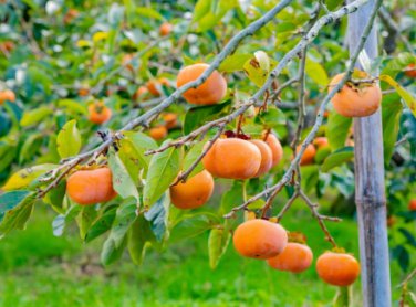 Exotic Persimmon Fruit Tree Outdoor Non-GMO Juicy 20 Seeds