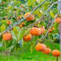 Exotic Persimmon Fruit Tree Outdoor Non-GMO Juicy 20 Seeds