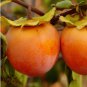 Exotic Persimmon Fruit Tree Outdoor Non-GMO Juicy 20 Seeds