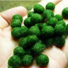 Mixed Water Grass Plants for Aquarium Fish Tank 200 Seeds