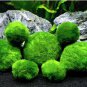 Mixed Water Grass Plants for Aquarium Fish Tank 200 Seeds