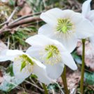 Japanese Hellebore (Christmas Rose) Helleborus Niger 200 Seeds