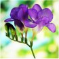 Freesia Garden Bulbs True Freesia Bonsai Flowers Orchid Flowers 200 Seeds