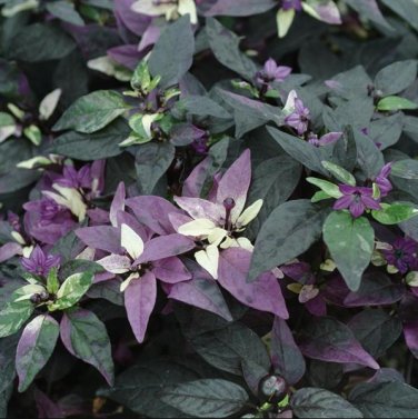 Purple Flash Ornamental Pepper 200 Seeds
