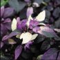 Purple Flash Ornamental Pepper 200 Seeds