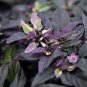Purple Flash Ornamental Pepper 200 Seeds