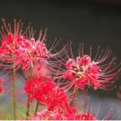 Bonsai Lycoris flor no Lycoris foco colores mixtos 200 Seeds