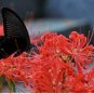 Bonsai Lycoris flor no Lycoris foco colores mixtos 200 Seeds