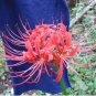Bonsai Lycoris flor no Lycoris foco colores mixtos 200 Seeds