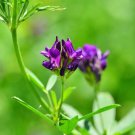 Alfalfa Perennial Medicago Sativa 400 Seeds