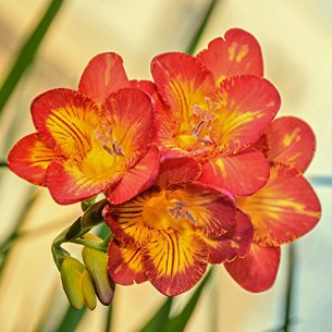 Freesia Garden Bulbs True Freesia Bonsai Flowers Orchid 200 Seeds