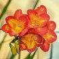 Freesia Garden Bulbs True Freesia Bonsai Flowers Orchid 200 Seeds