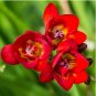 Freesia Garden Bulbs True Freesia Bonsai Flowers Orchid 200 Seeds