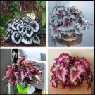 flores de begonia bonsái para bonsái 400 Seeds