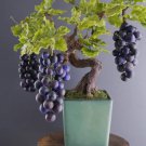 Grape Bonsai Miniature Grape Vine Bonsai Organic Fruit Tree Succulent 400 Seeds