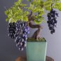 Grape Bonsai Miniature Grape Vine Bonsai Organic Fruit Tree Succulent 400 Seeds