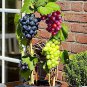 Grape Bonsai Miniature Grape Vine Bonsai Organic Fruit Tree Succulent 400 Seeds