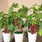 Grape Bonsai Miniature Grape Vine Bonsai Organic Fruit Tree Succulent 400 Seeds