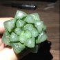 unidades de bonsái de YuLu arcoÃris 200 Seeds