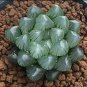 unidades de bonsái de YuLu arcoÃris 200 Seeds